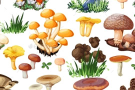 За грибами